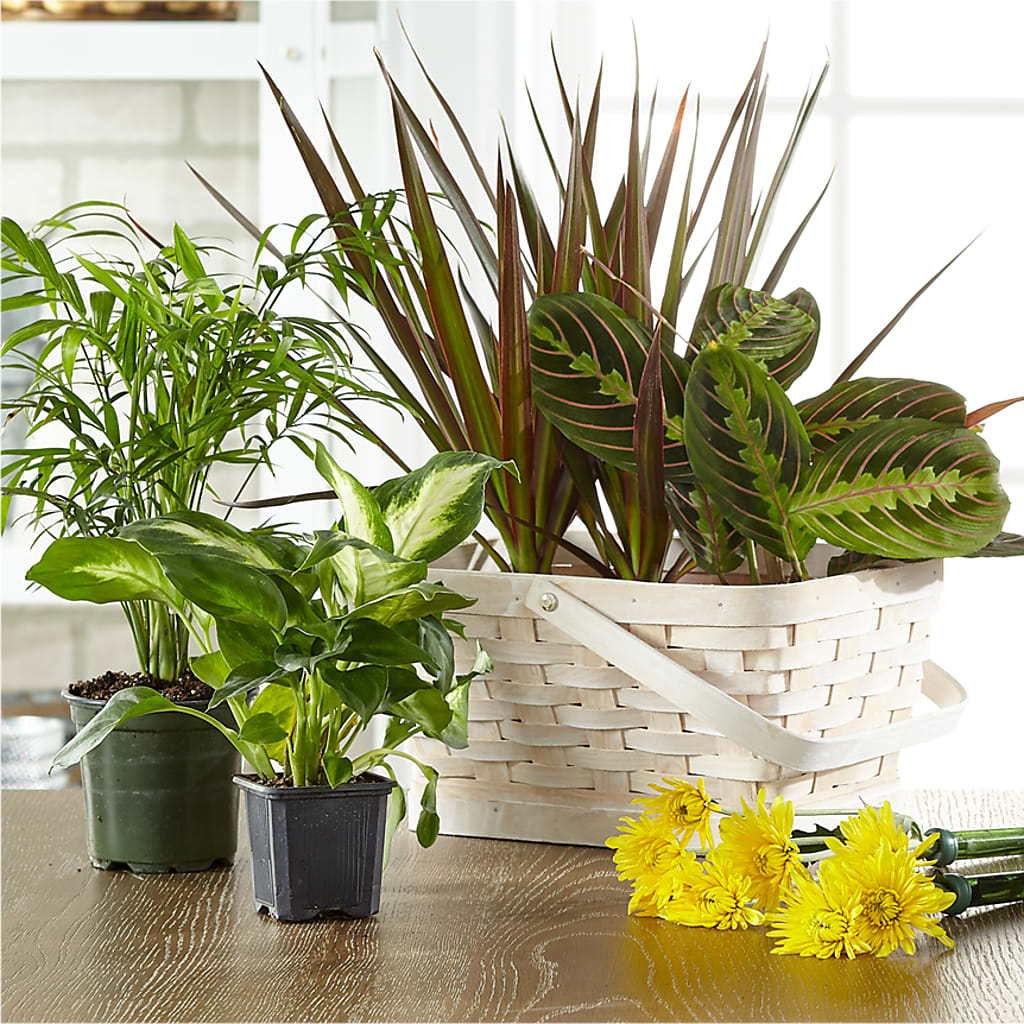 Florist Designed Blooming and Green Plants in a Basket – A Touch Of Gracious Living, Salem OH