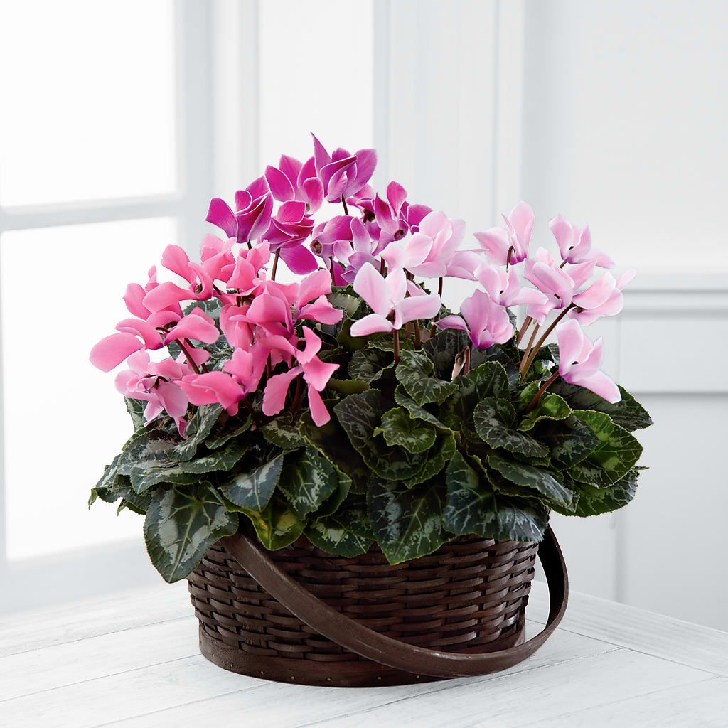 Mixed Cyclamen Planter – A Touch Of Gracious Living, Salem OH