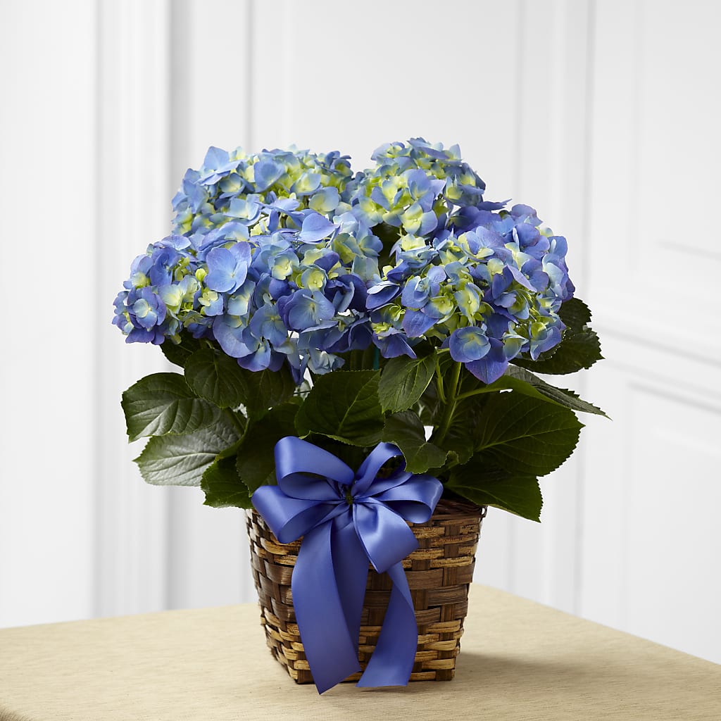 Blue Hydrangea Planter – A Touch Of Gracious Living, Salem OH