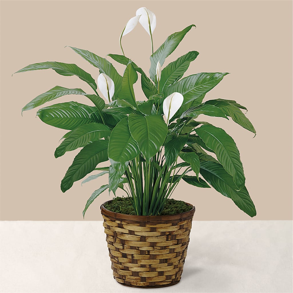 Tranquil Moments Peace Lily Plant – A Touch Of Gracious Living, Salem OH