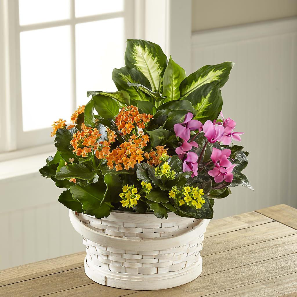Color Crush Dishgarden – A Touch Of Gracious Living, Salem OH