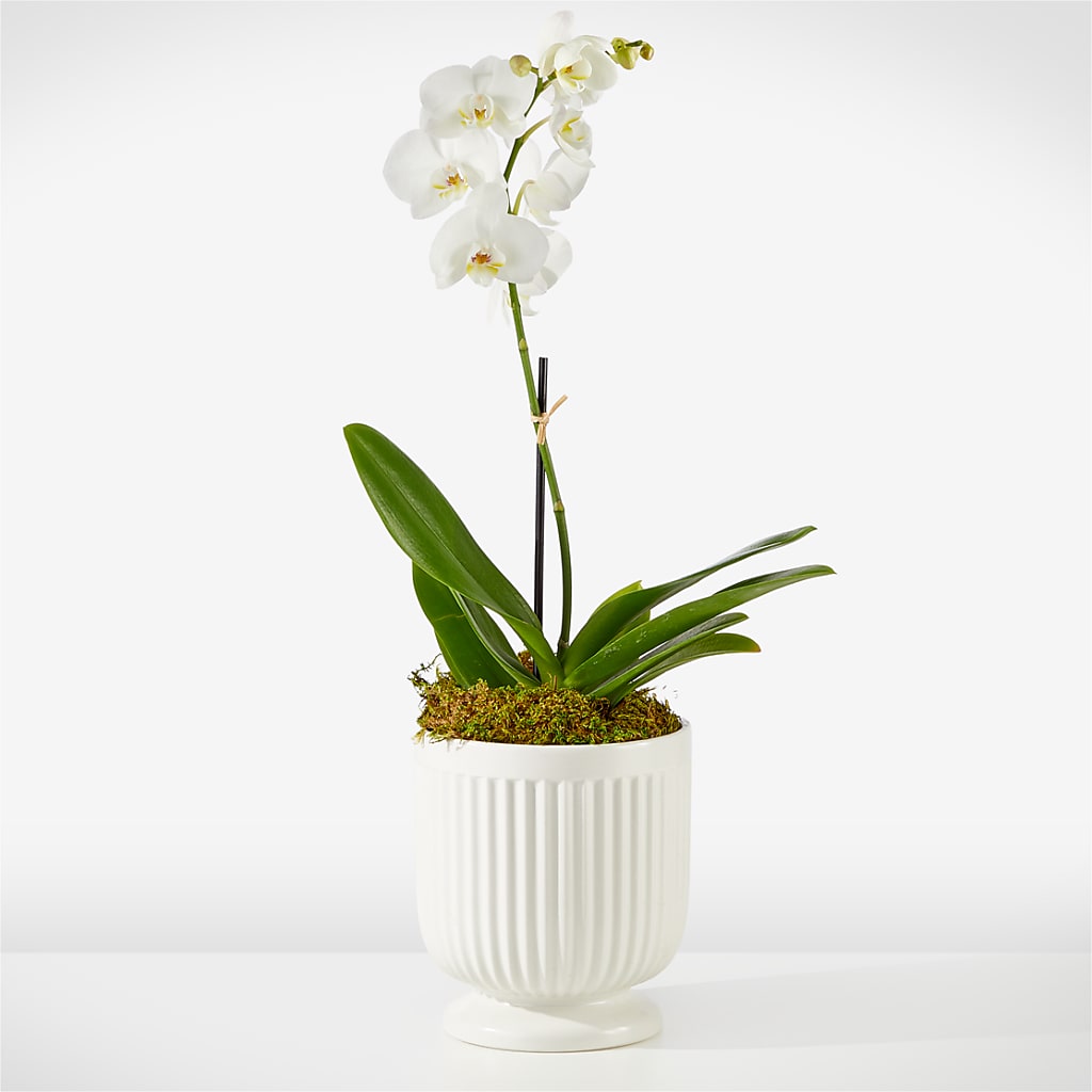Whispering White Orchid – A Touch Of Gracious Living, Salem OH