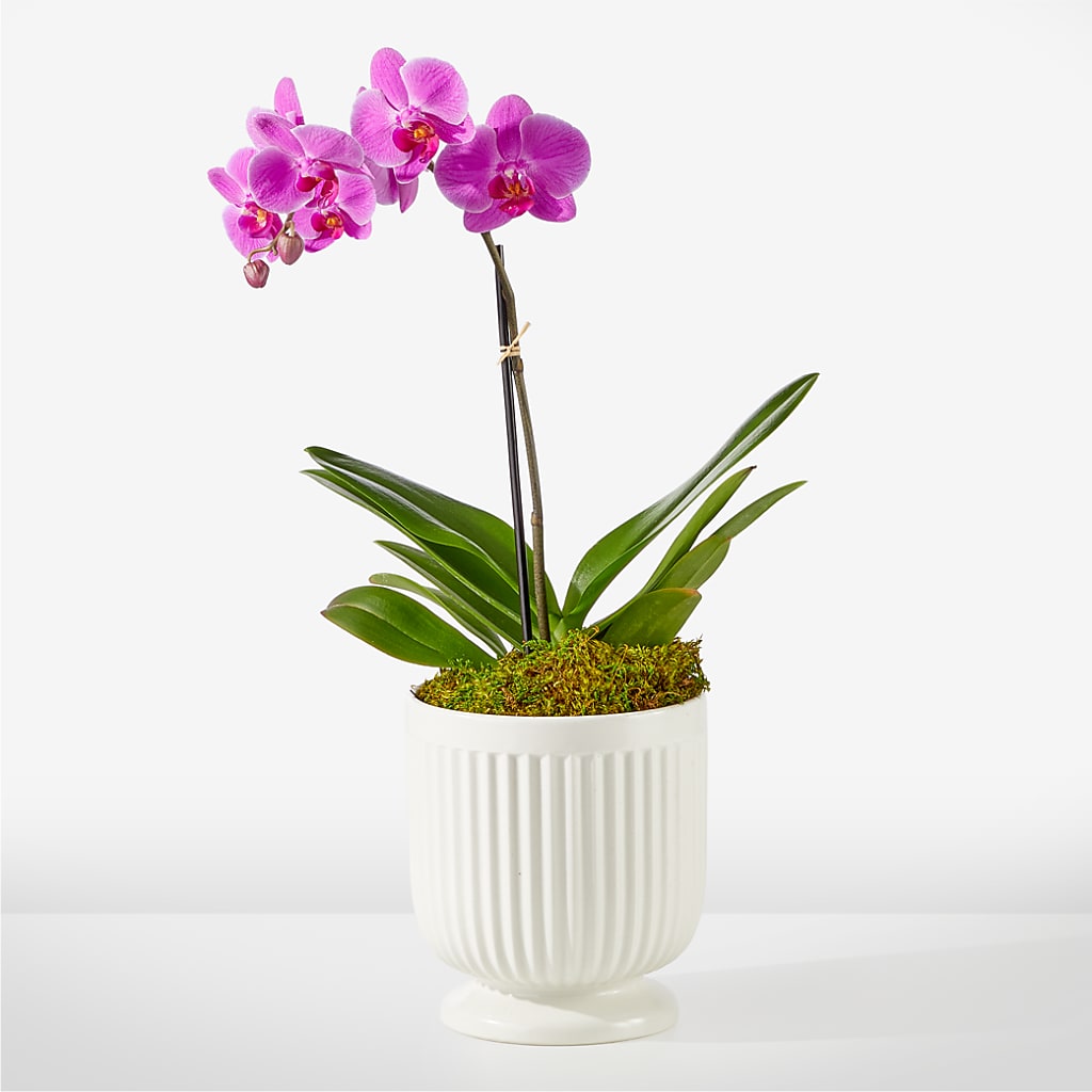 Friendly Fuchsia Orchid – A Touch Of Gracious Living, Salem OH