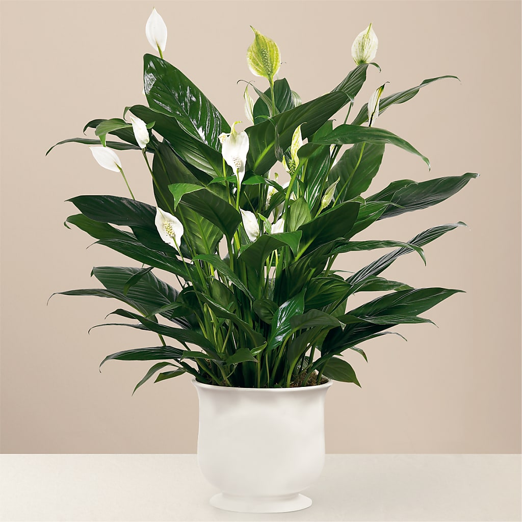 Comfort Planter – A Touch Of Gracious Living, Salem OH