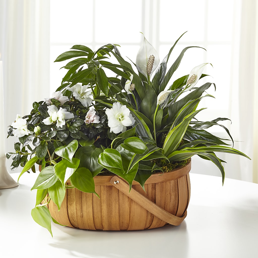 Serene Dishgarden – A Touch Of Gracious Living, Salem OH