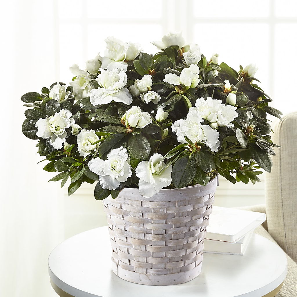 White Azalea Plant – A Touch Of Gracious Living, Salem OH