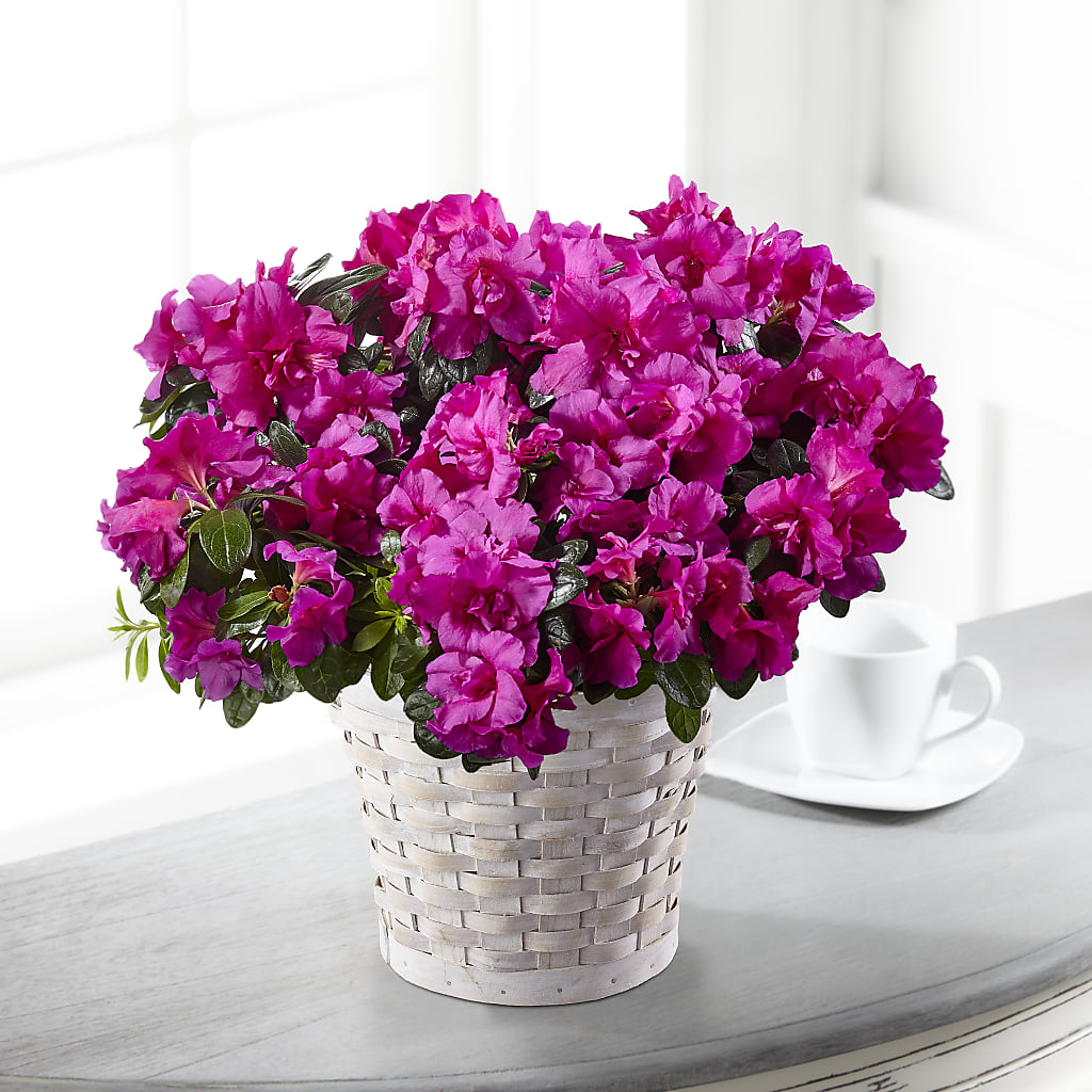 Hope & Serenity Azalea Plant – A Touch Of Gracious Living, Salem OH