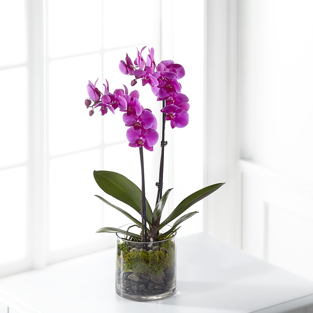 Pink Orchid Plant – A Touch Of Gracious Living, Salem OH