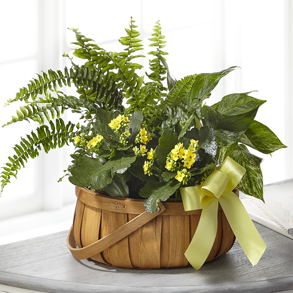 Always Dear Dishgarden – A Touch Of Gracious Living, Salem OH