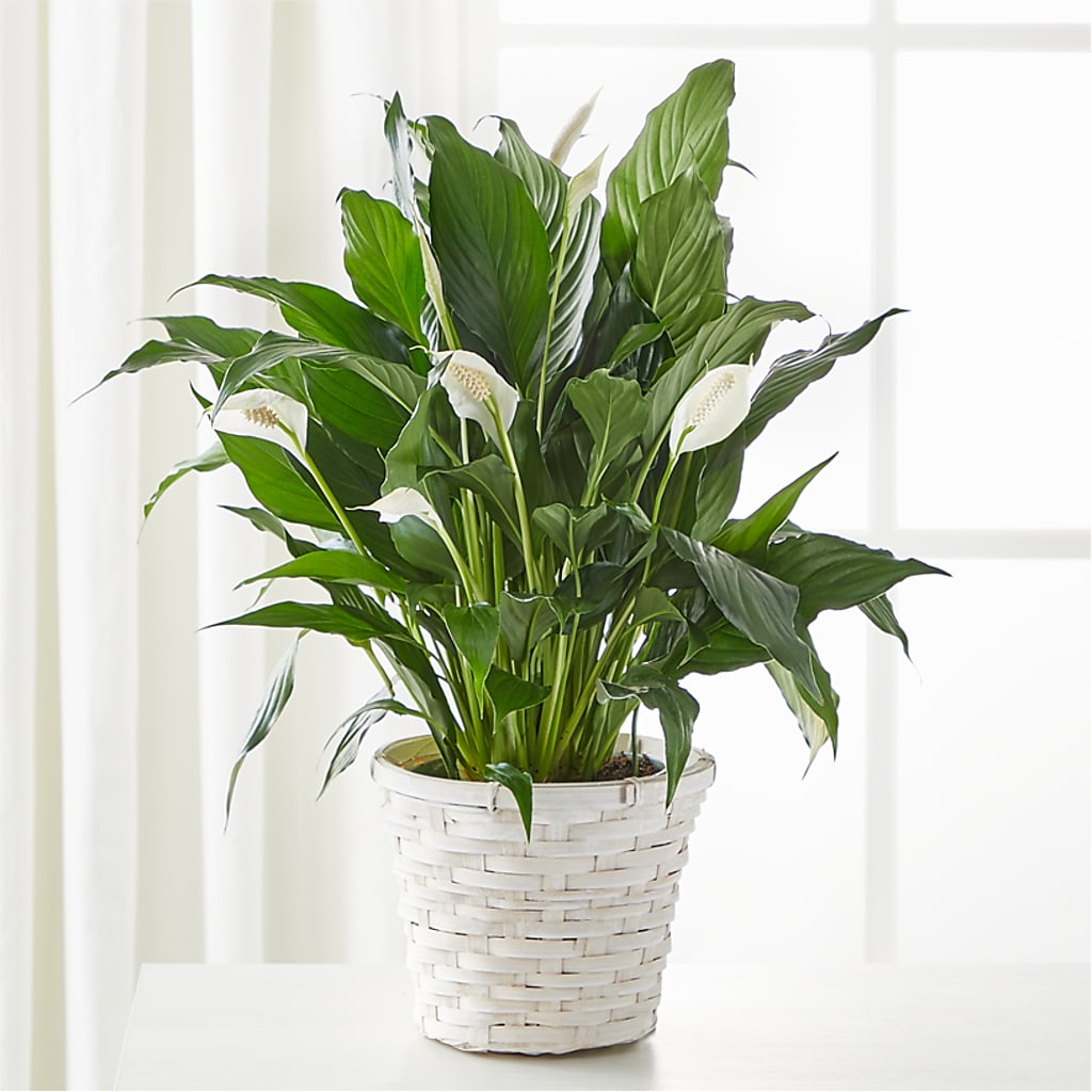 A New Leaf Peace Lily – A Touch Of Gracious Living, Salem OH