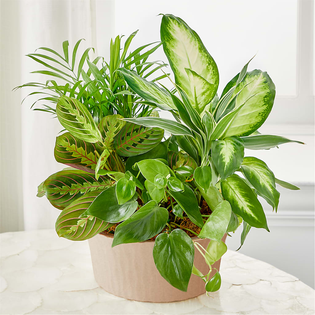 Balance & Harmony Dishgarden – A Touch Of Gracious Living, Salem OH
