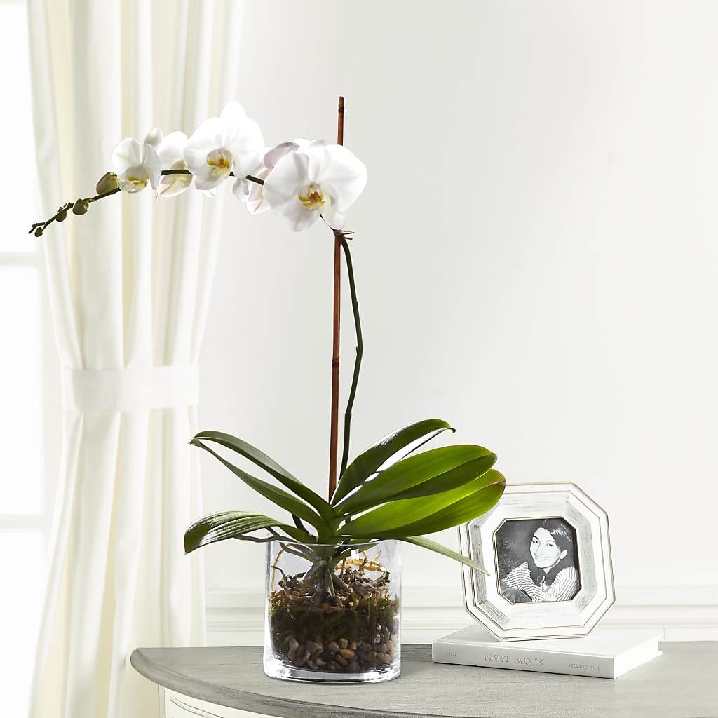 White Orchid Planter – A Touch Of Gracious Living, Salem OH
