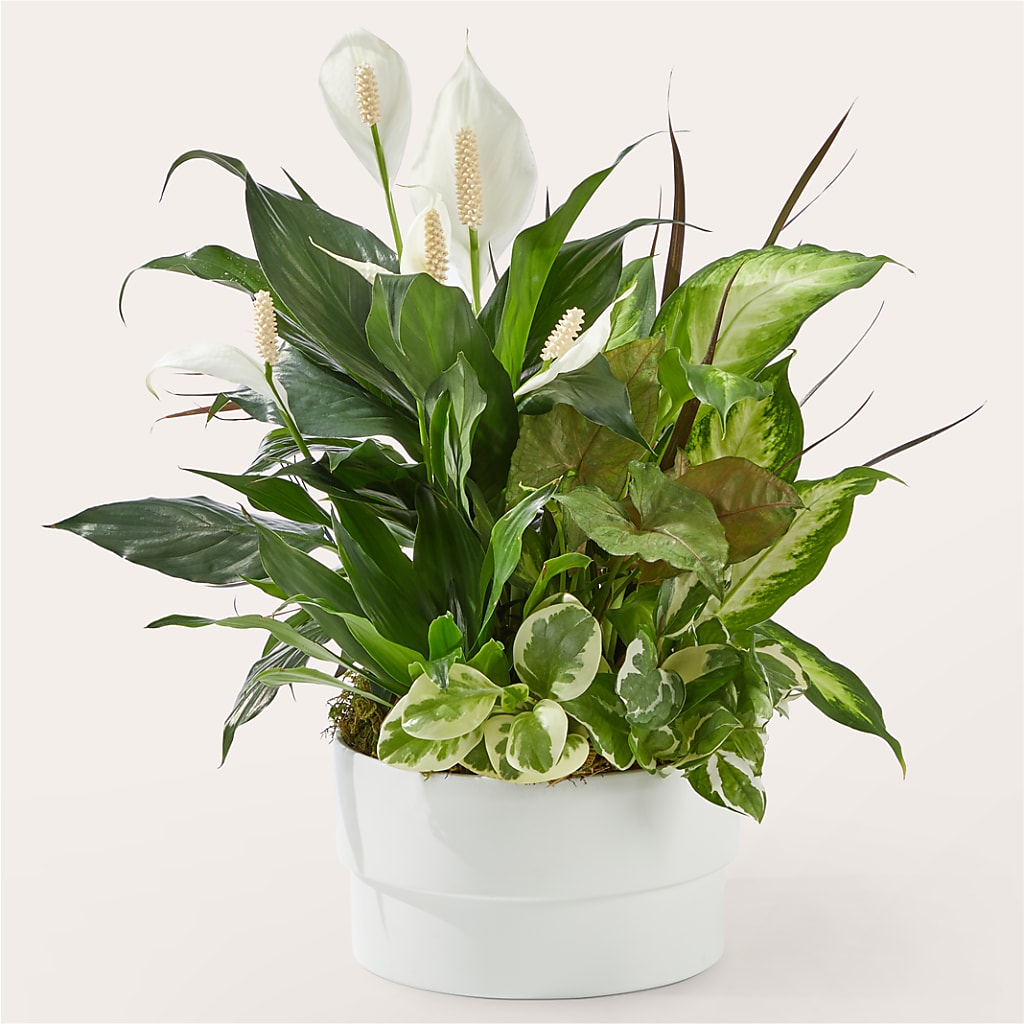 Radiating Positivity Dishgarden – A Touch Of Gracious Living, Salem OH