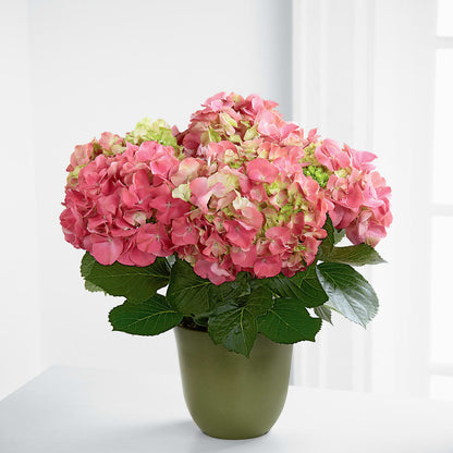 Pink Hydrangea Planter –  A Touch Of Gracious Living, Salem OH