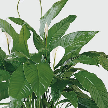 Tranquil Moments Peace Lily Plant –  A Touch Of Gracious Living, Salem OH