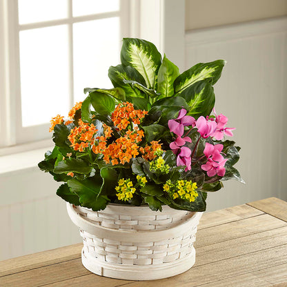 Color Crush Dishgarden –  A Touch Of Gracious Living, Salem OH