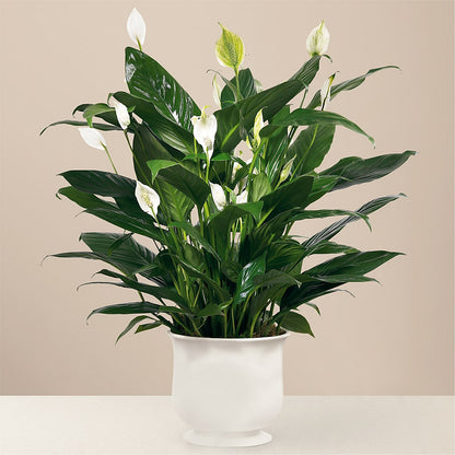 Comfort Planter –  A Touch Of Gracious Living, Salem OH
