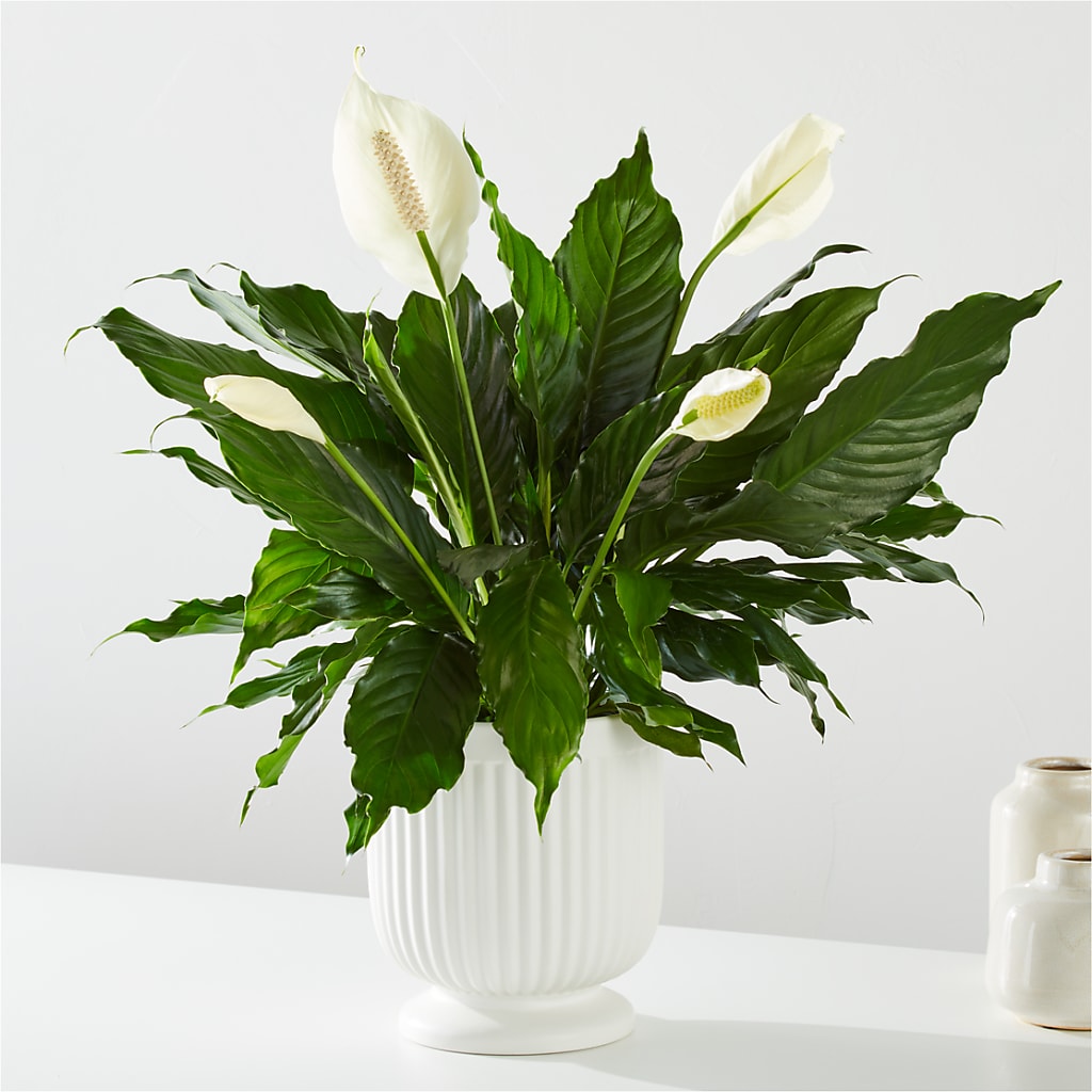 Comfort Planter –  A Touch Of Gracious Living, Salem OH