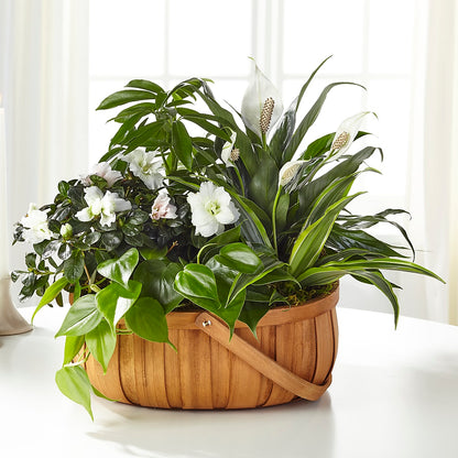 Serene Dishgarden –  A Touch Of Gracious Living, Salem OH