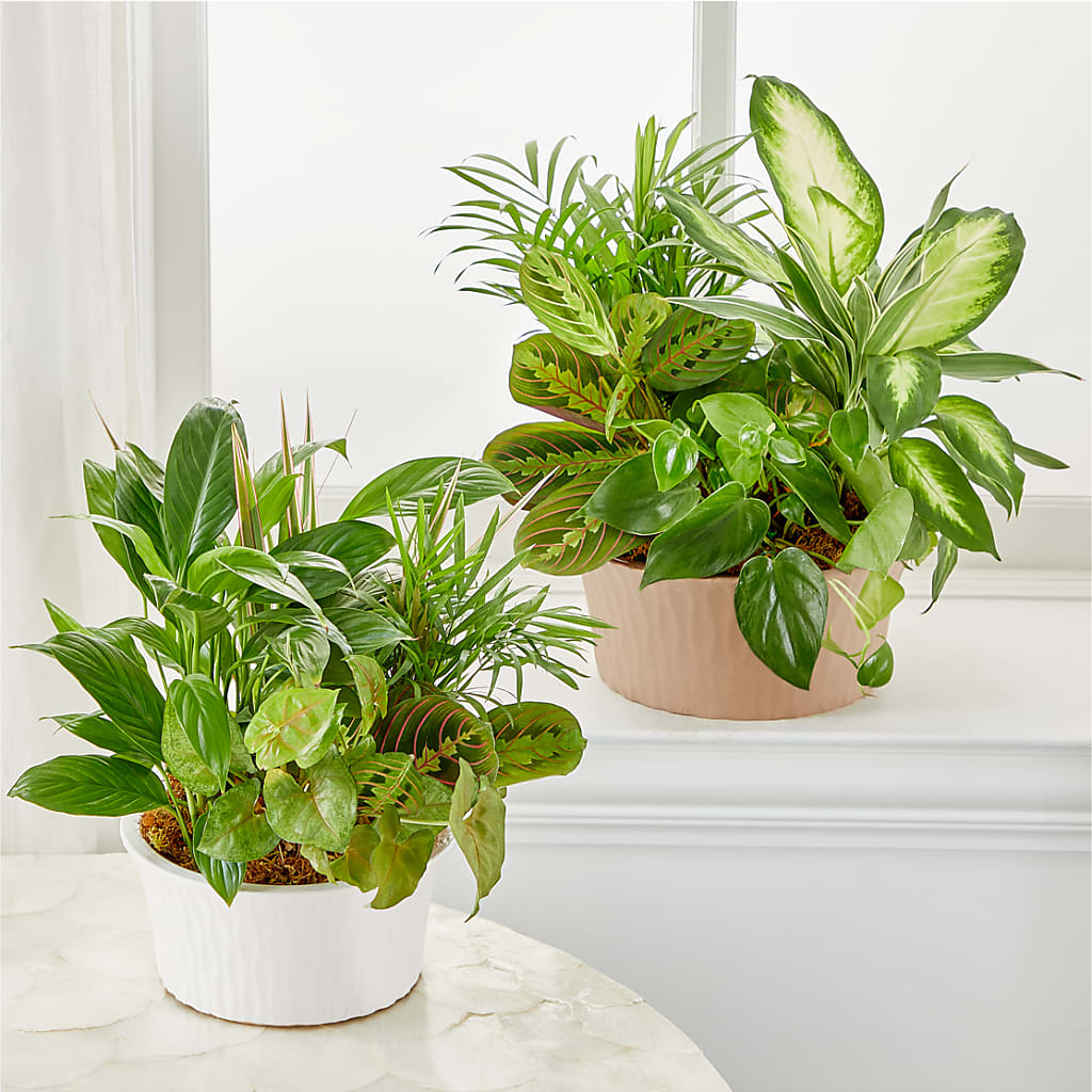 Balance & Harmony Dishgarden –  A Touch Of Gracious Living, Salem OH