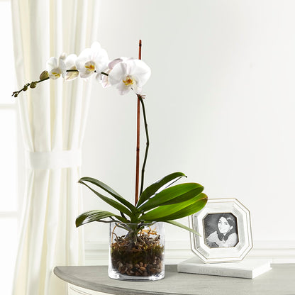 White Orchid Planter –  A Touch Of Gracious Living, Salem OH